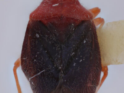 dorsal view of adult Halticotoma valida