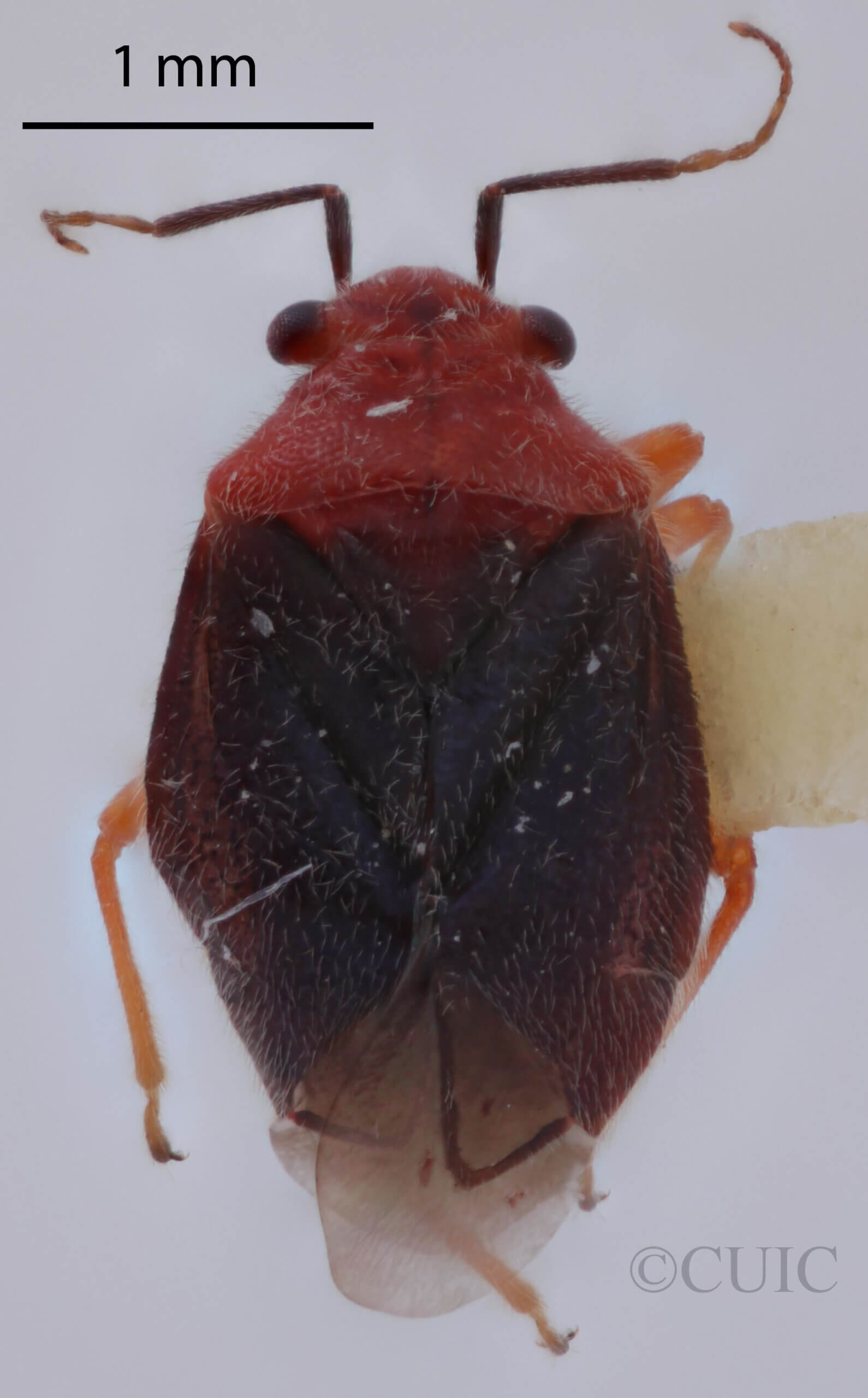 dorsal view of adult Halticotoma valida