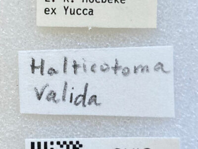 label view of adult Halticotoma valida