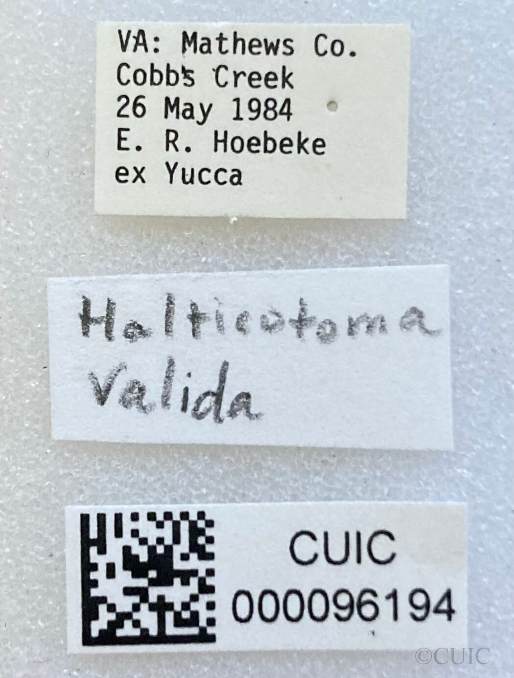 label view of adult Halticotoma valida