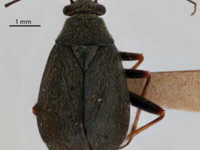 dorsal view of adult Irbisia sericans