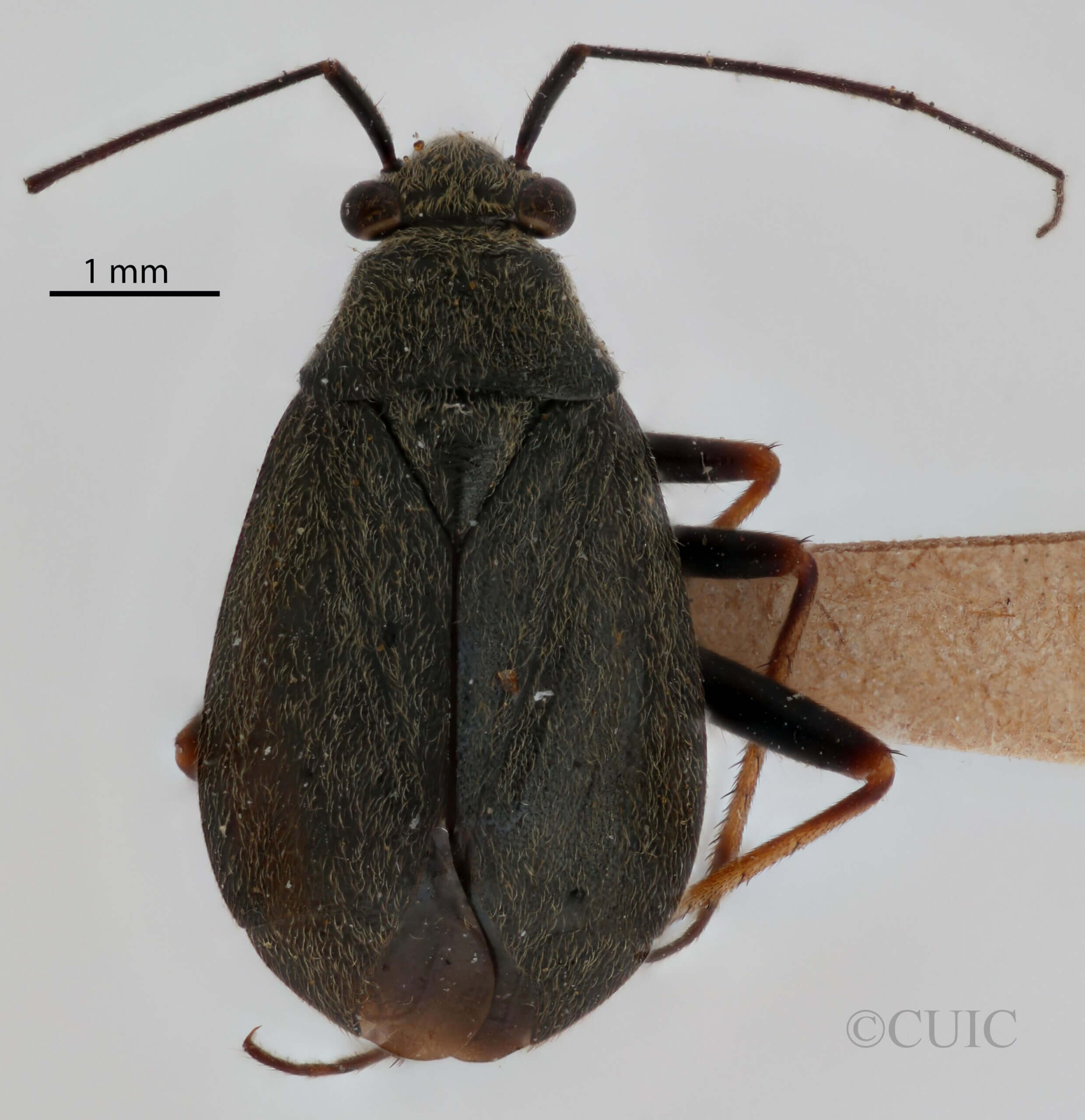 dorsal view of adult Irbisia sericans