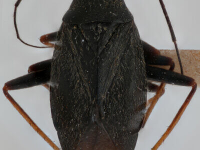 dorsal view of adult Irbisia sericans