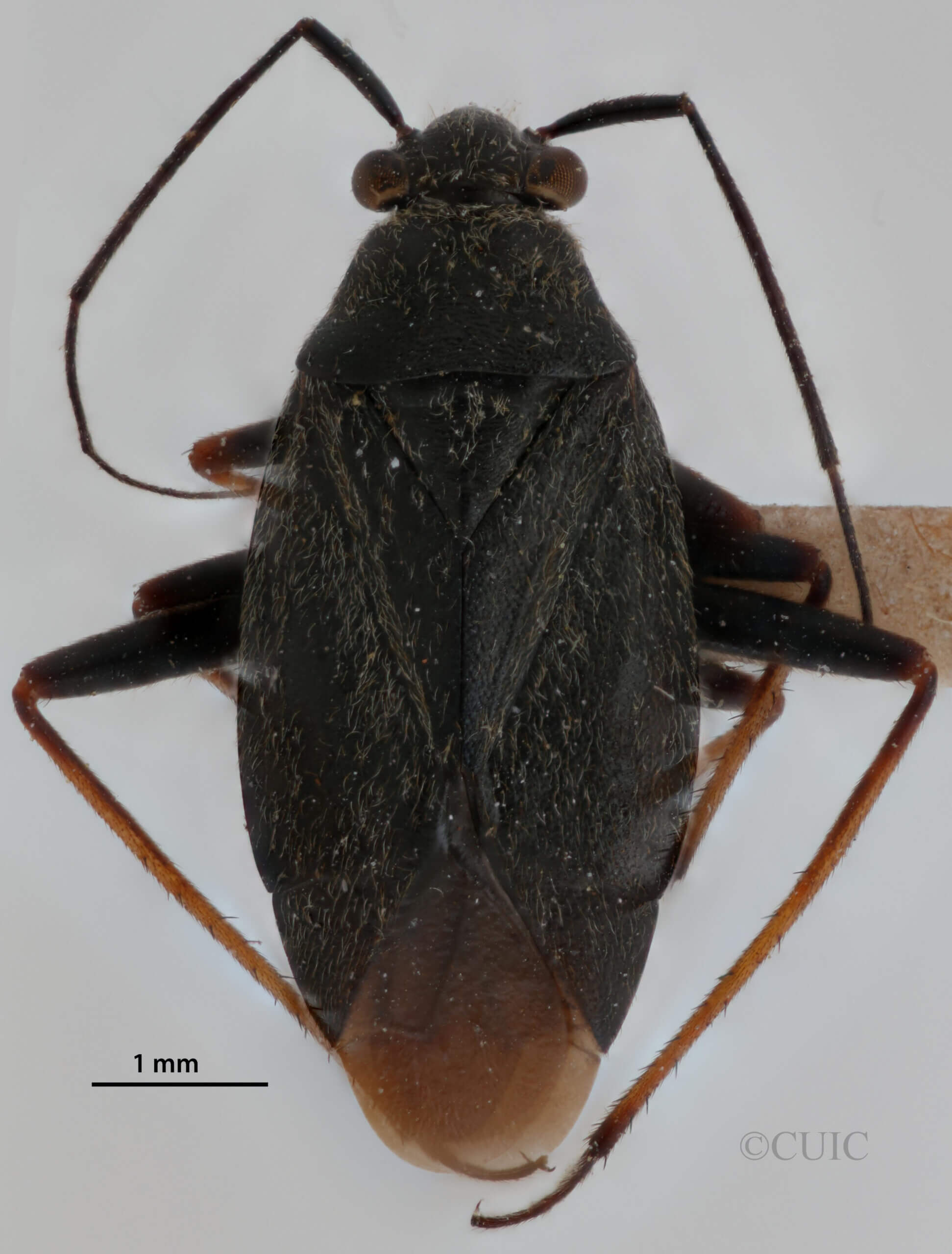 dorsal view of adult Irbisia sericans