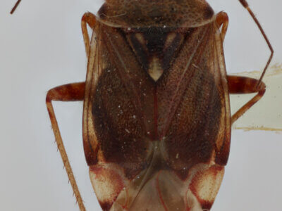 dorsal view of adult Lygus lineolaris 