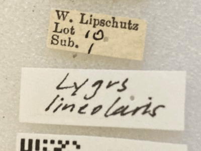 label view of adult Lygus lineolaris 