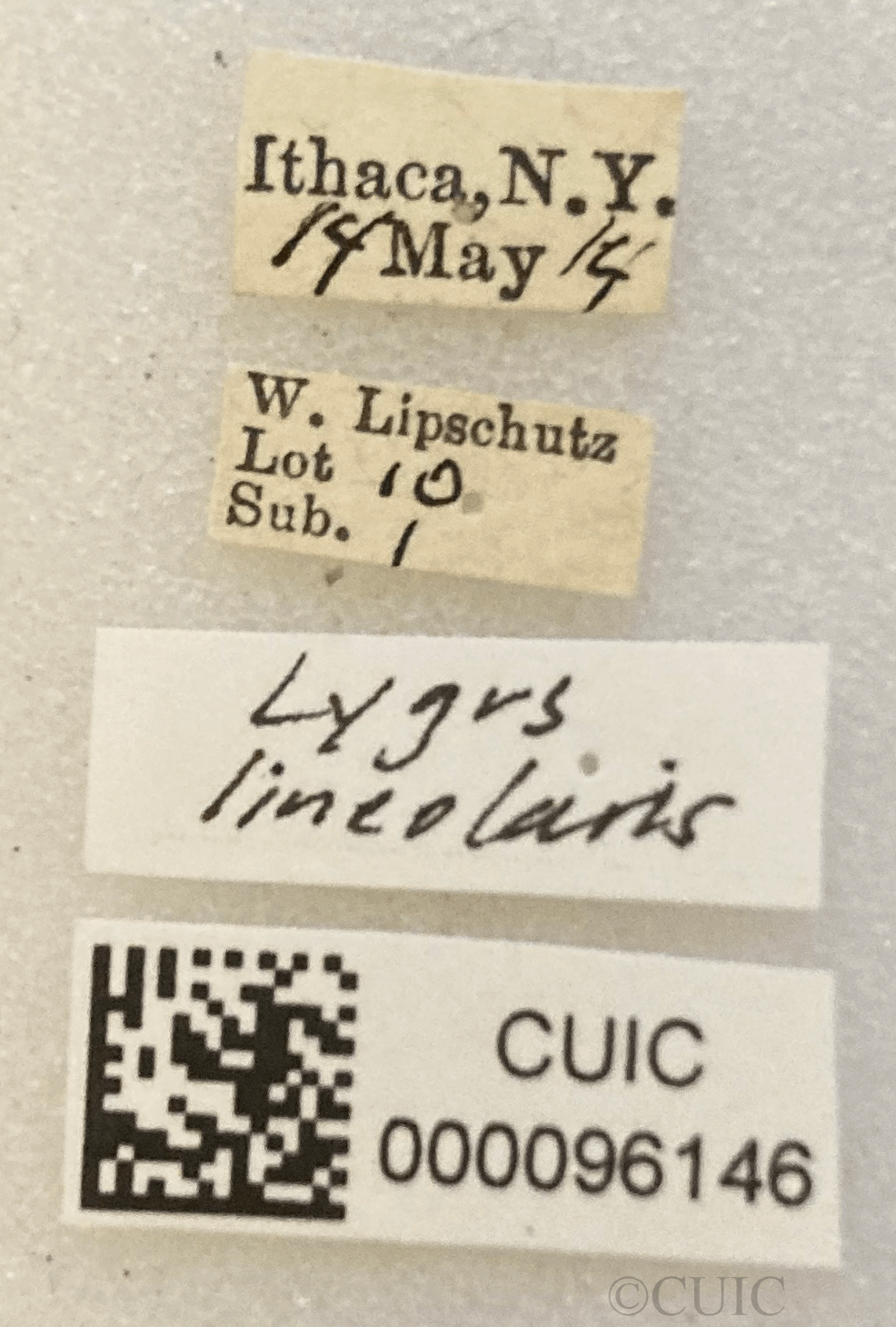 label view of adult Lygus lineolaris 