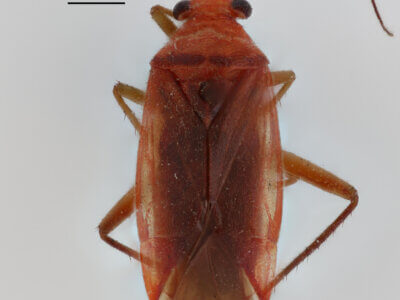 dorsal view of adult Lygidea mendax