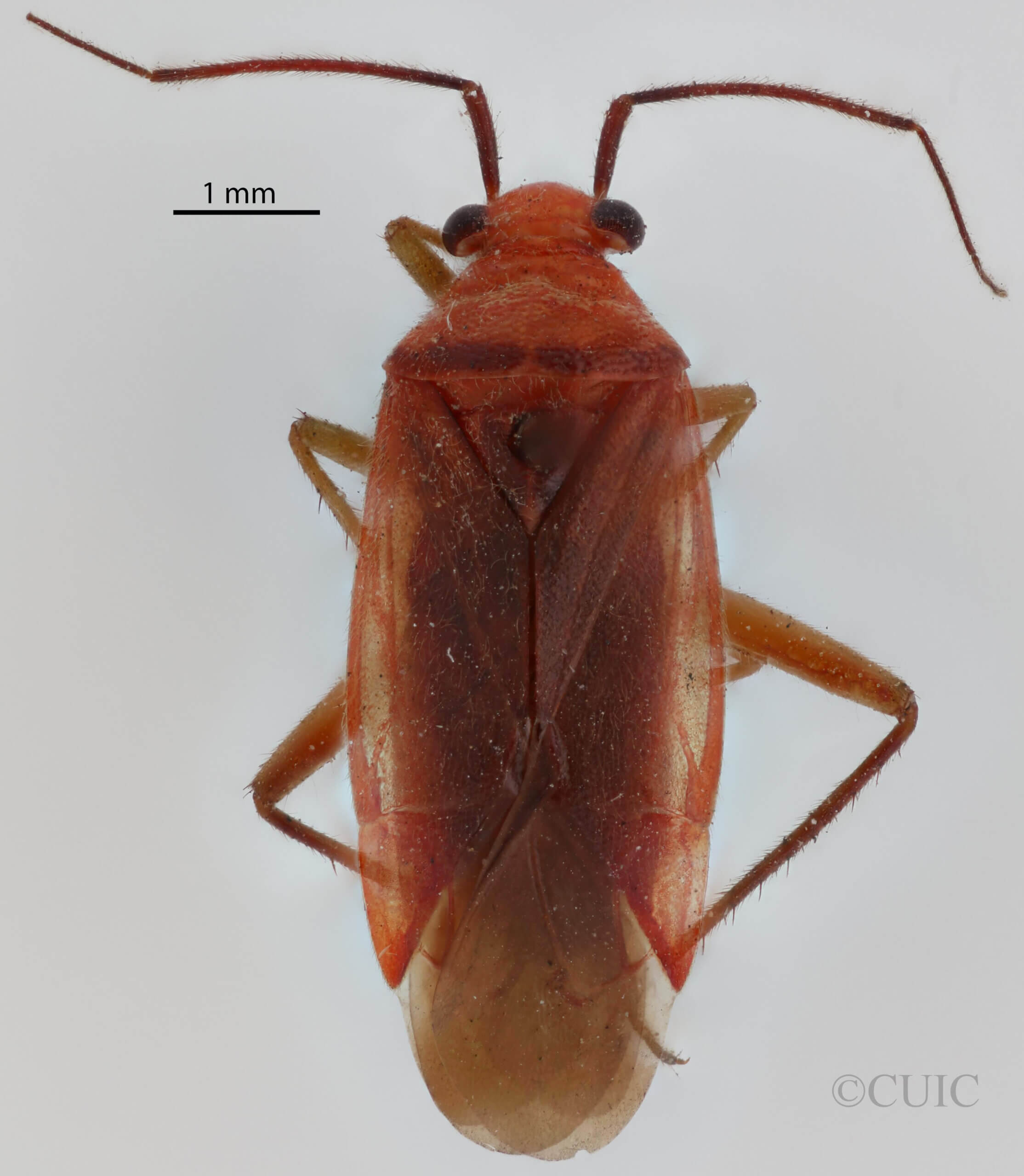 dorsal view of adult Lygidea mendax