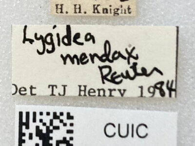 label view of adult Lygidea mendax