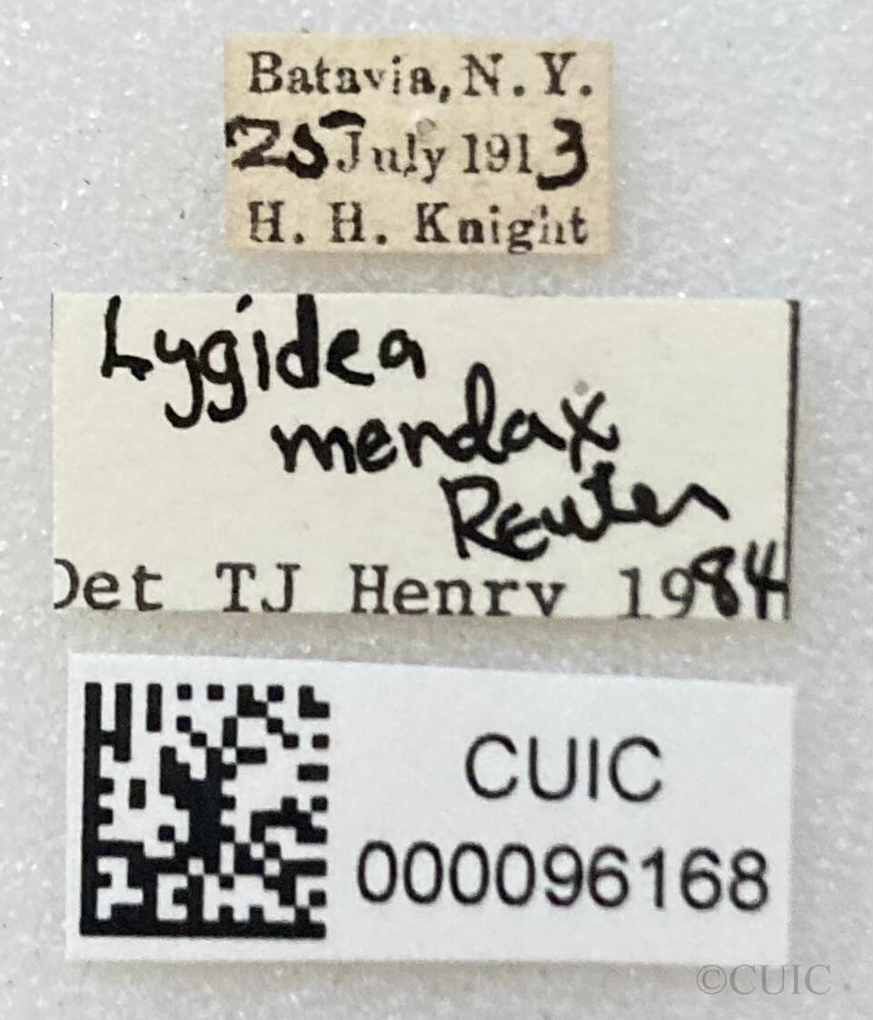 label view of adult Lygidea mendax
