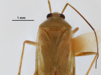 dorsal view of adult Lygocoris pabulinus 
