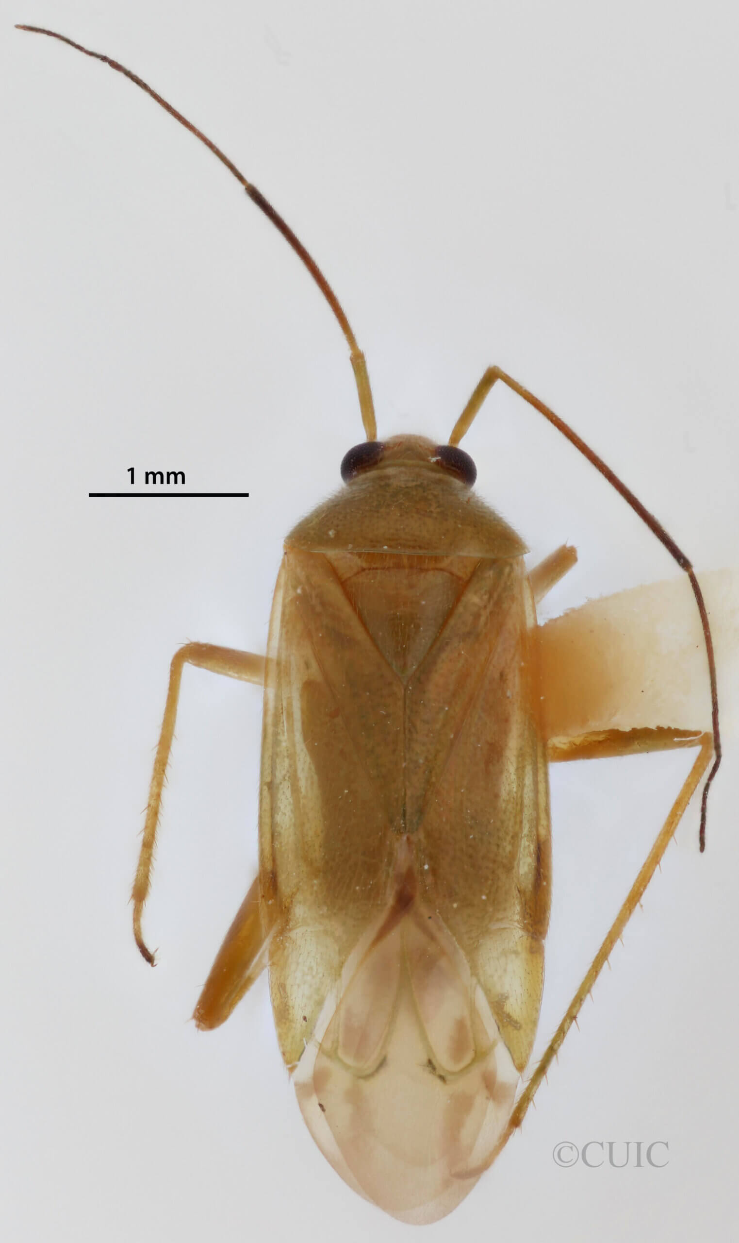 dorsal view of adult Lygocoris pabulinus 