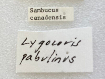label view of adult Lygocoris pabulinus 