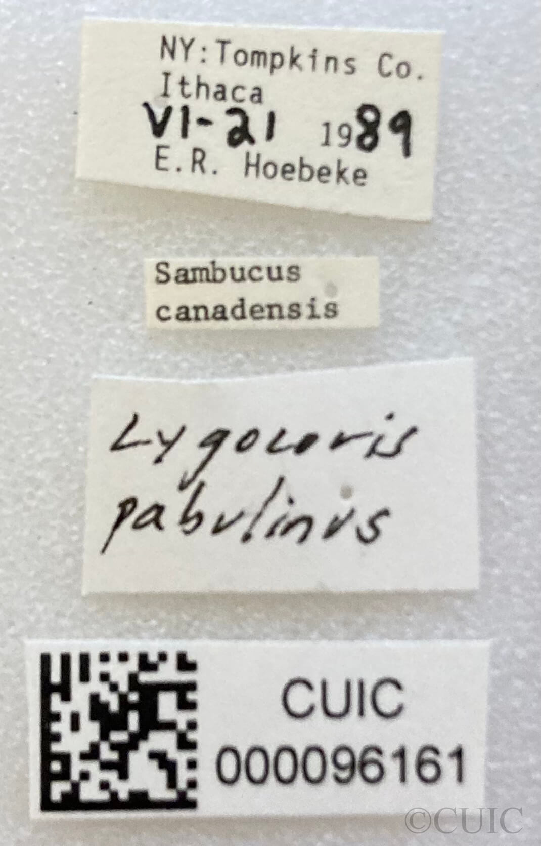 label view of adult Lygocoris pabulinus 