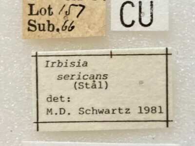 label view of adult Irbisia sericans