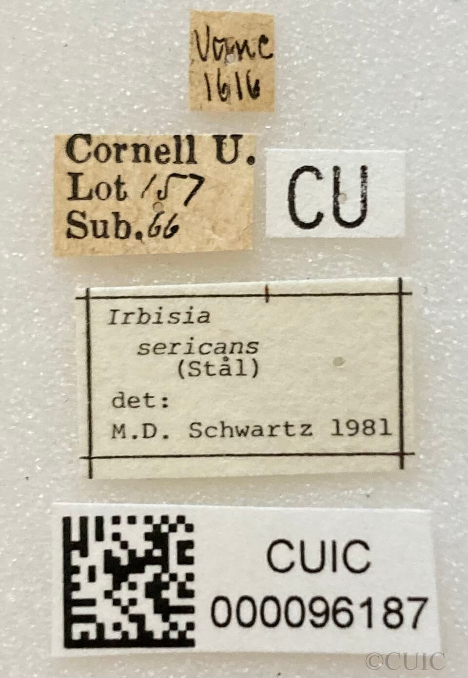 label view of adult Irbisia sericans