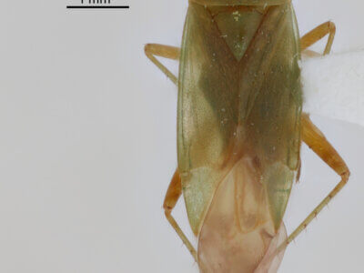 dorsal view of adult Neolygus alni