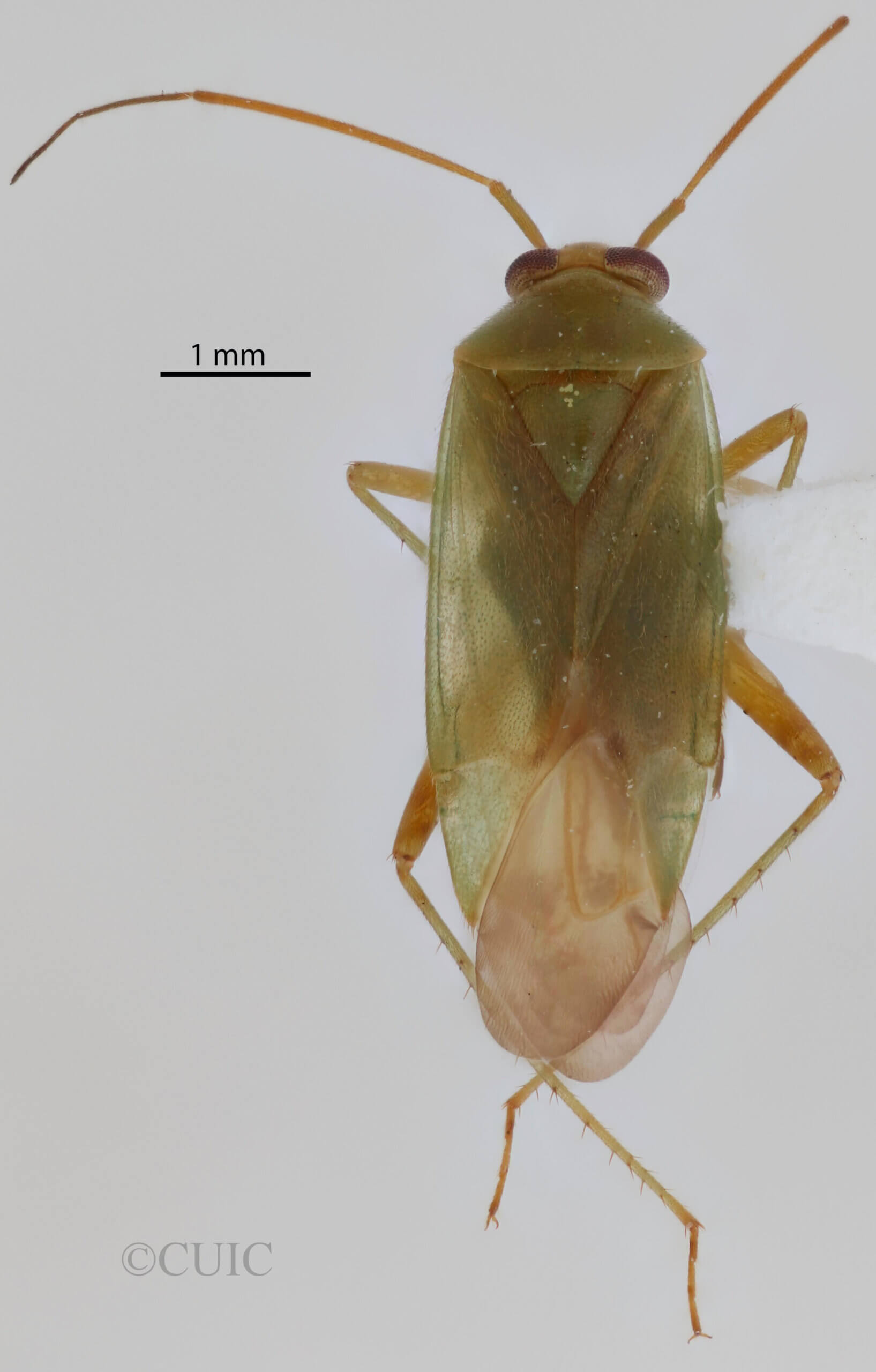 dorsal view of adult Neolygus alni