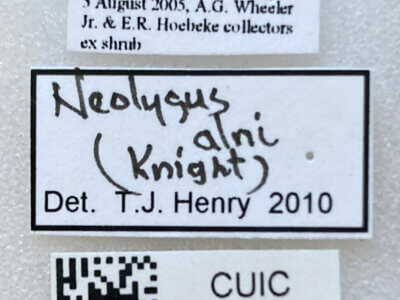 label view of adult Neolygus alni