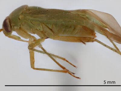 lateral view of adult Neolygus alni