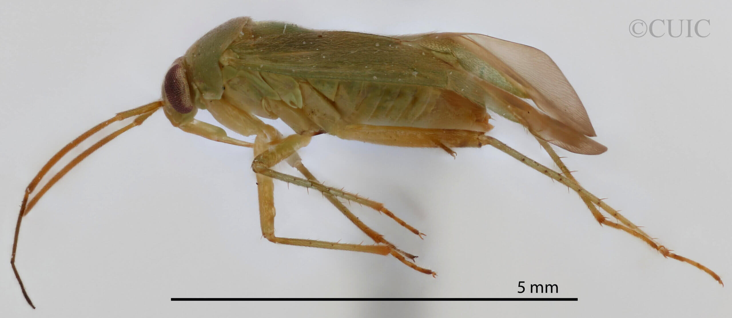 lateral view of adult Neolygus alni
