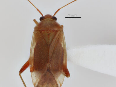 dorsal view of adult Neolygus communis