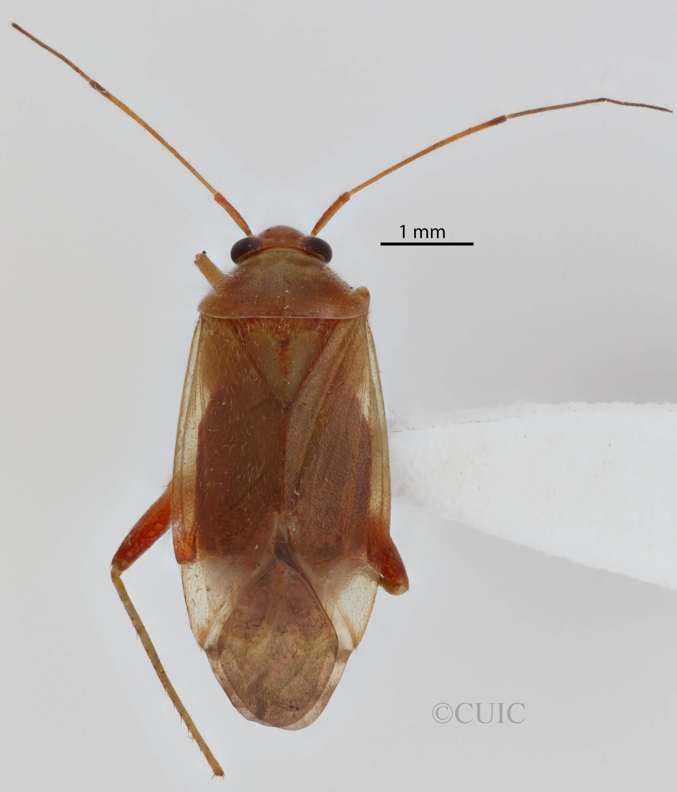 dorsal view of adult Neolygus communis