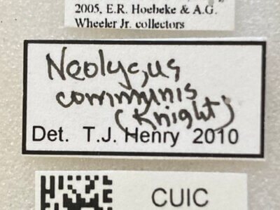 label view of adult Neolygus communis