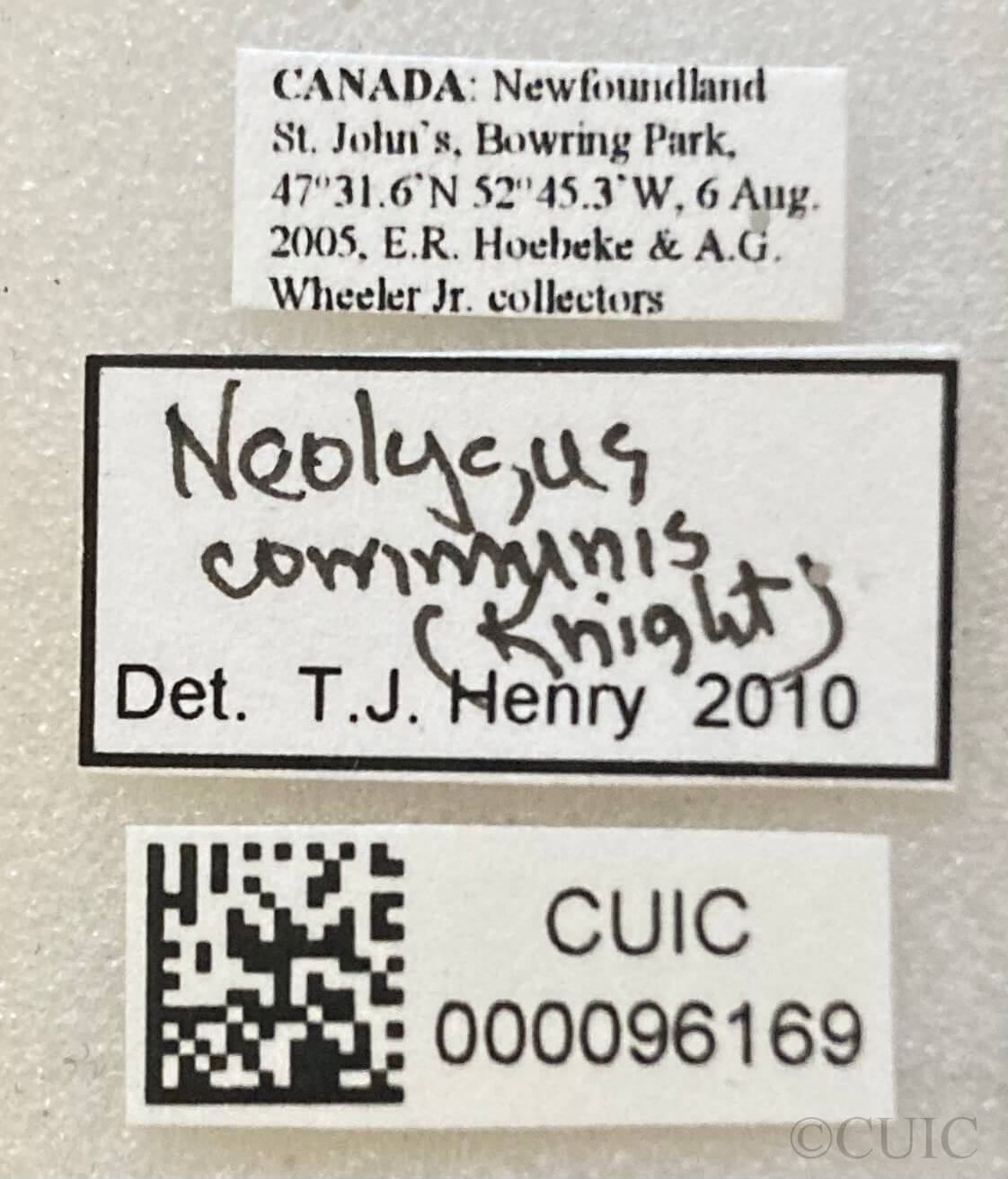 label view of adult Neolygus communis