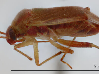 lateral view of adult Neolygus communis