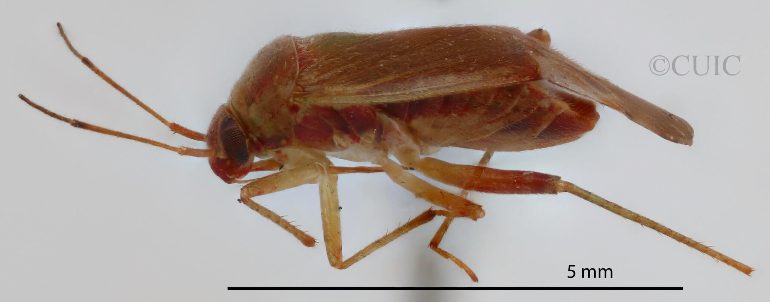 lateral view of adult Neolygus communis