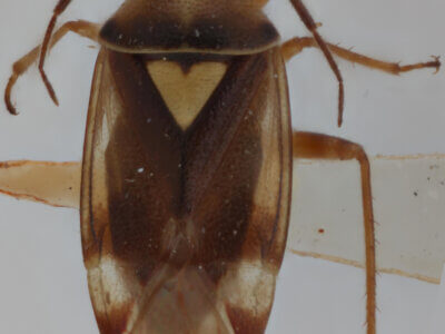 dorsal view of adult Orthops scutellatus