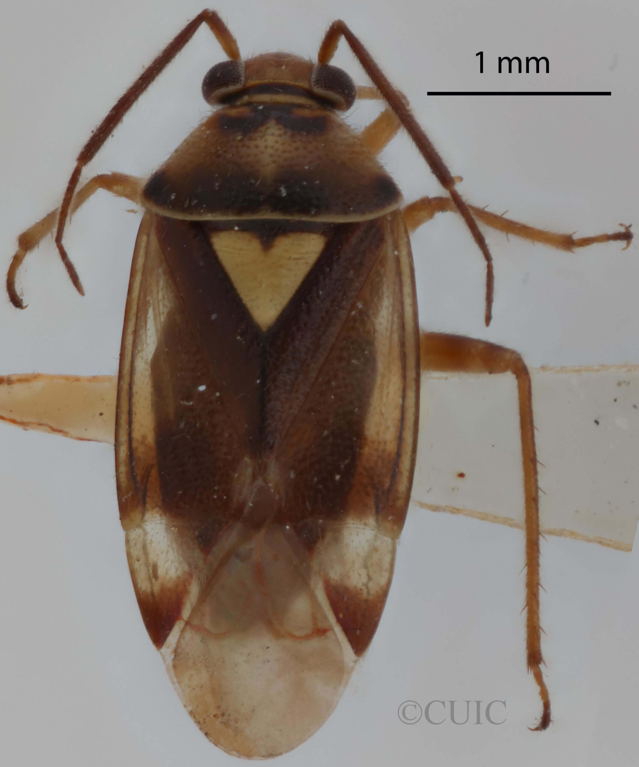 dorsal view of adult Orthops scutellatus