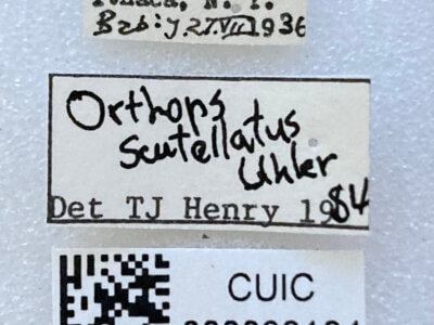 label view of adult Orthops scutellatus