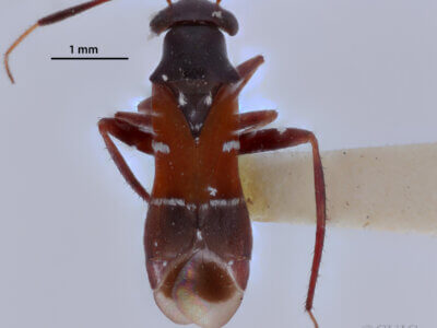 dorsal view of adult Pilophorus amoenus 