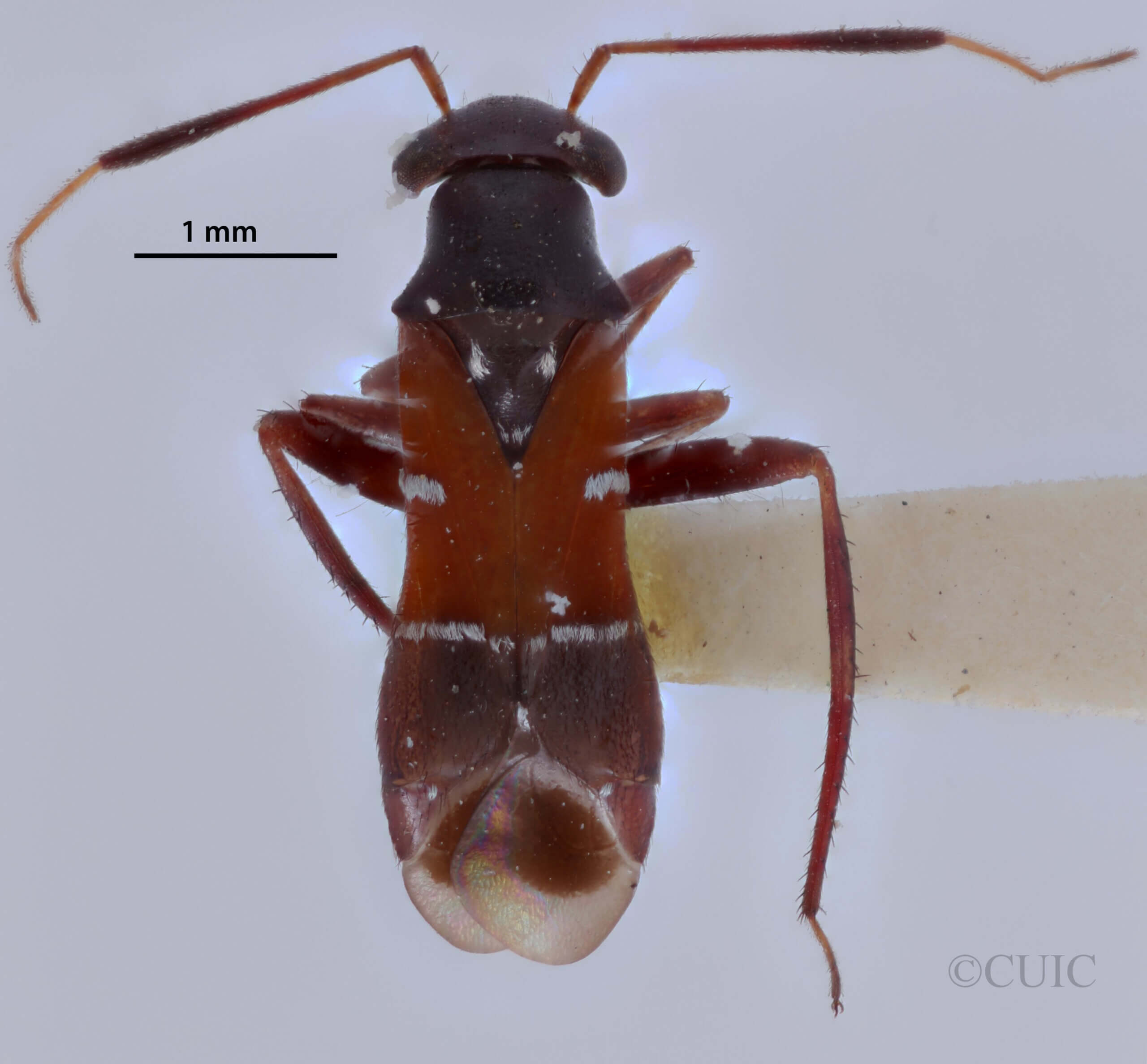 dorsal view of adult Pilophorus amoenus 