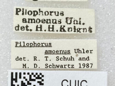 label view of adult Pilophorus amoenus 