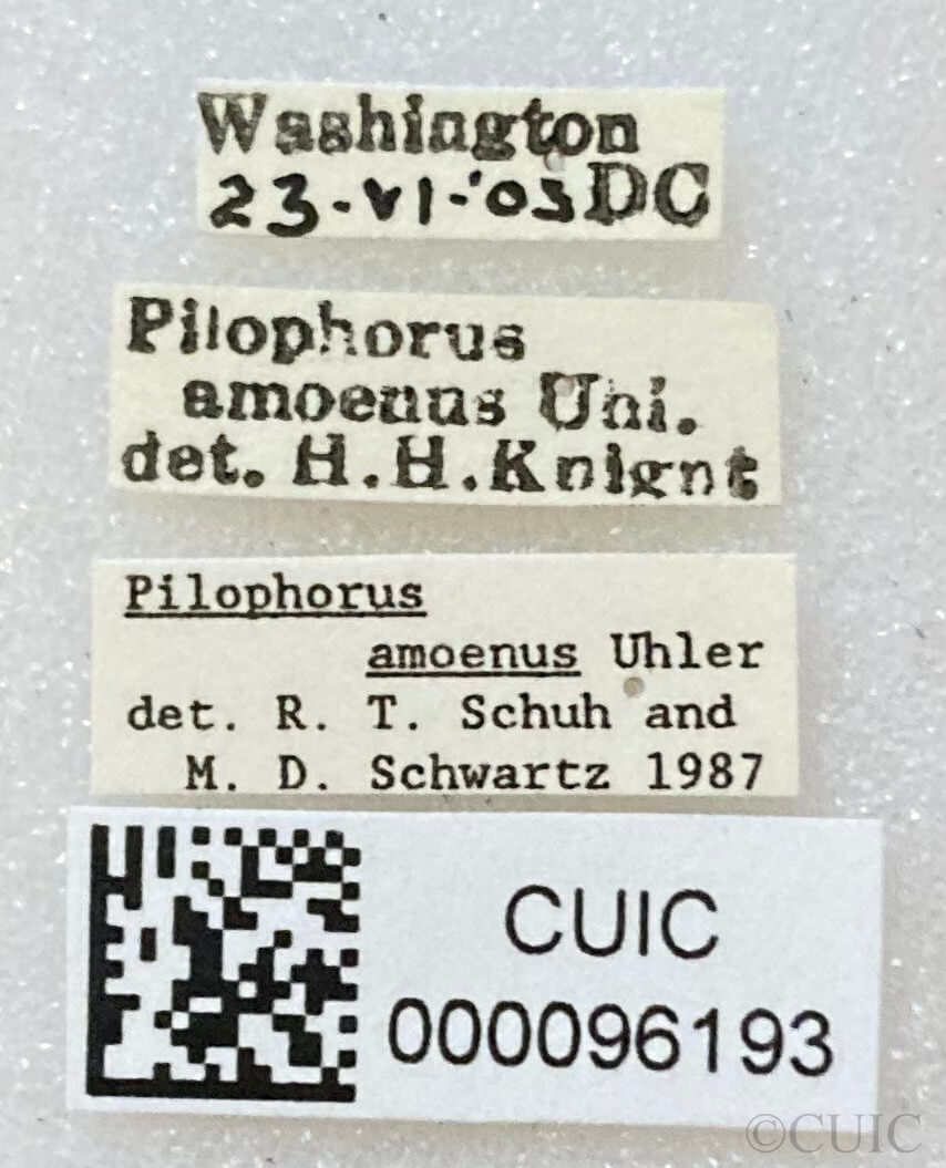 label view of adult Pilophorus amoenus 