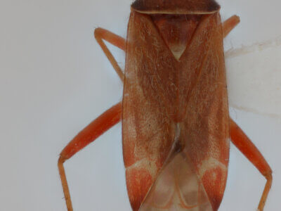 dorsal view of adult Pinalitus approximatus