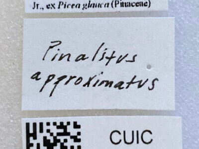 label view of adult Pinalitus approximatus