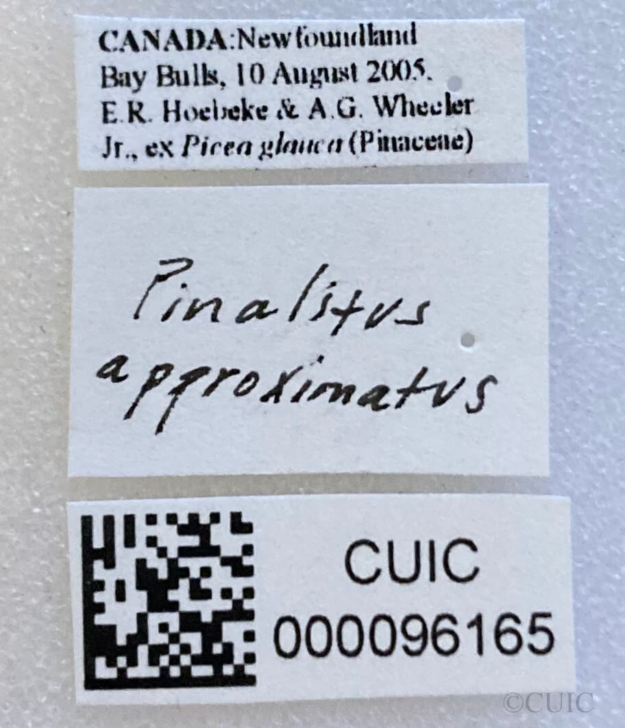 label view of adult Pinalitus approximatus