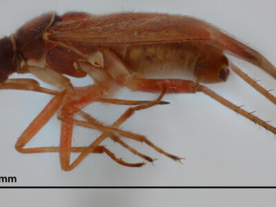 lateral view of adult Pinalitus approximatus