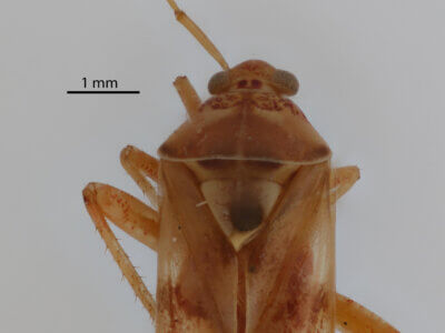 dorsal view of adult Pappus vanduzeei