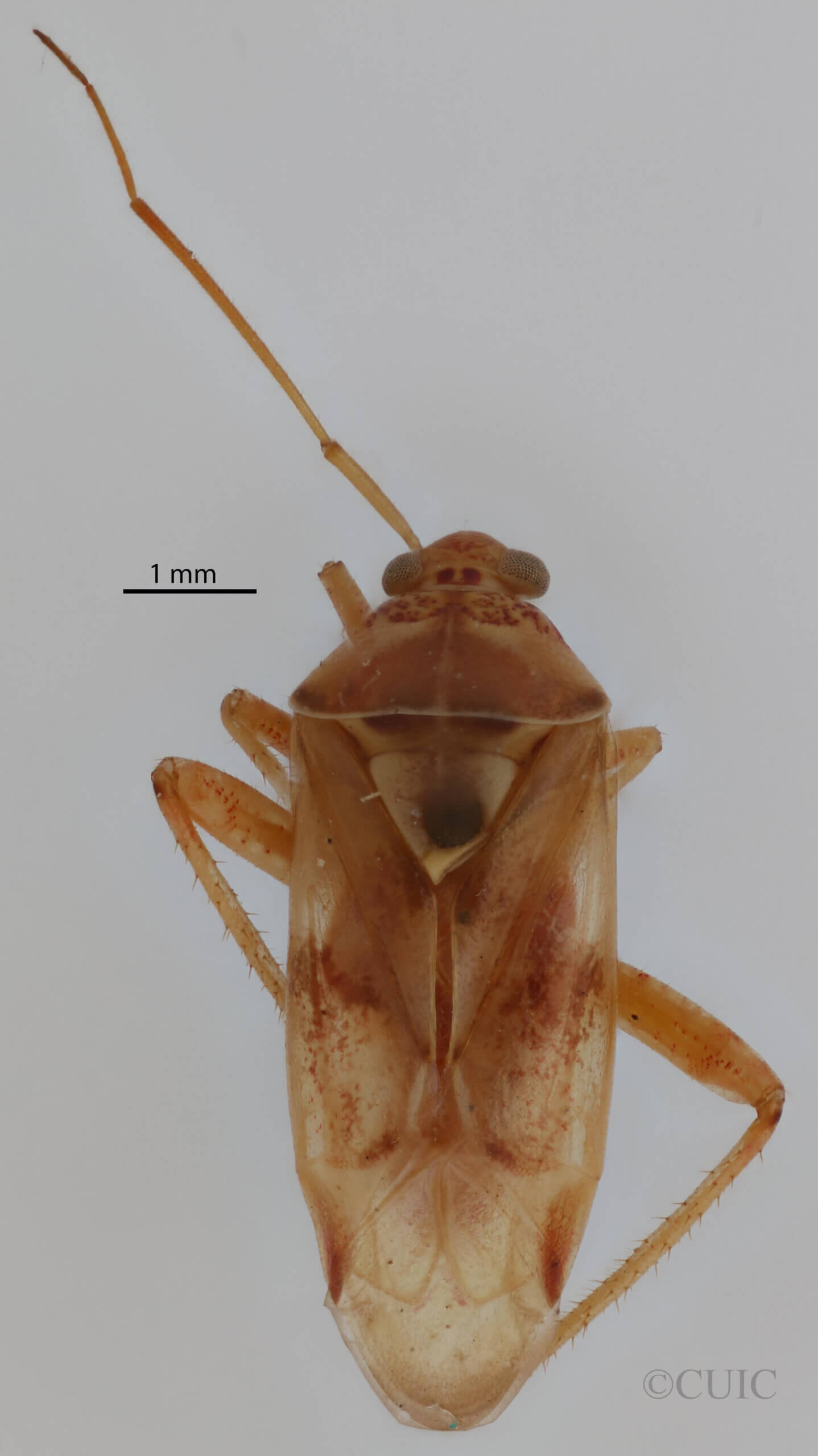 dorsal view of adult Pappus vanduzeei