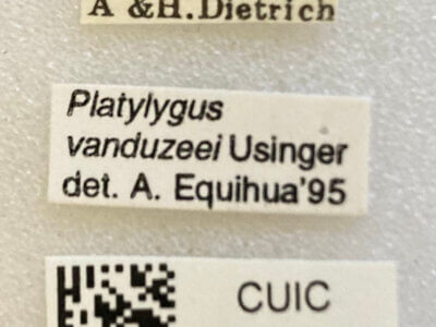 label view of adult Pappus vanduzeei