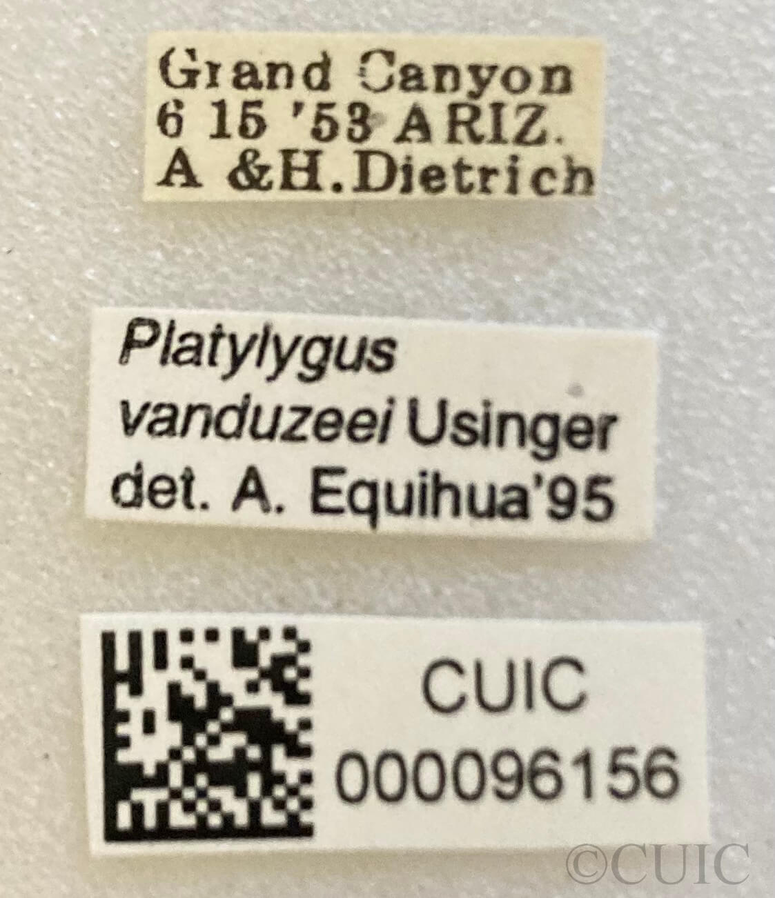 label view of adult Pappus vanduzeei