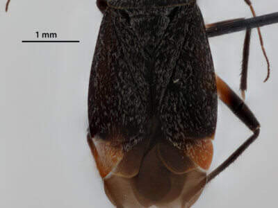 dorsal view of adult Polymerus venaticus 