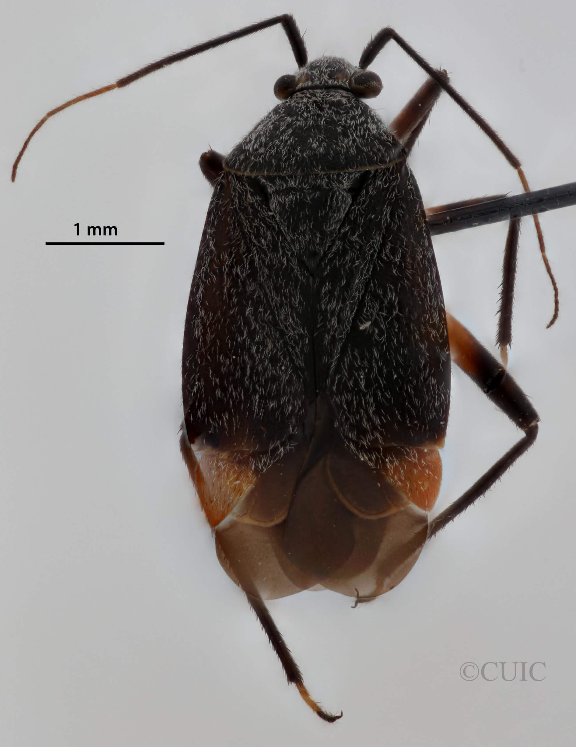 dorsal view of adult Polymerus venaticus 