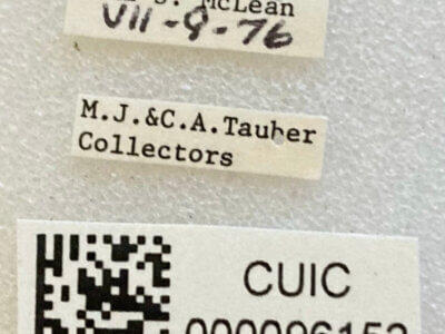 label view of adult Polymerus venaticus 